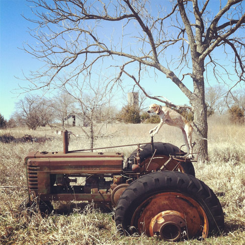Maddie The Coonhound new favourite tumblr
