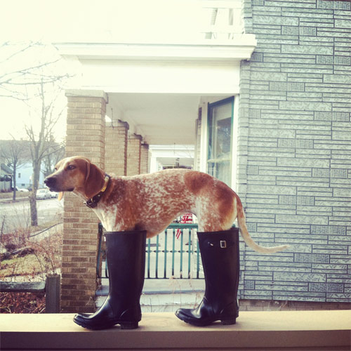 Maddie The Coonhound new favourite tumblr