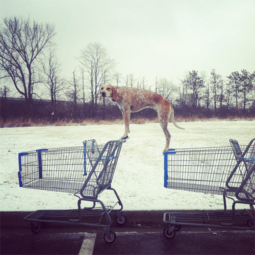 Maddie The Coonhound new favourite tumblr