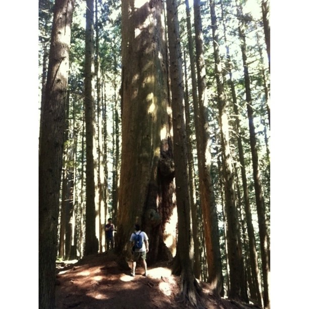 the tree of life