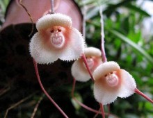 Belas fotos das raras orquídeas cara de macaco