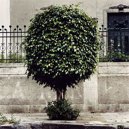 emma livingston tree portraits photographer photography