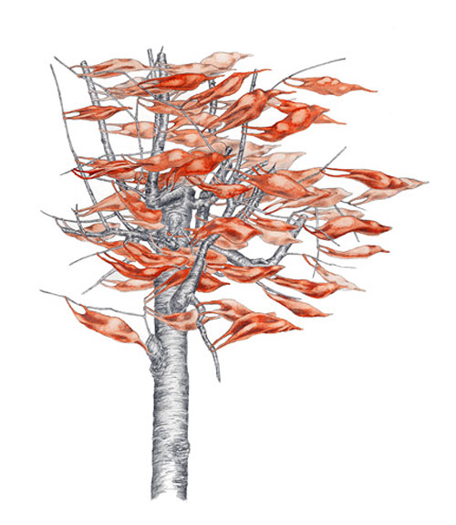 rachel goodyear drawing illustration artist