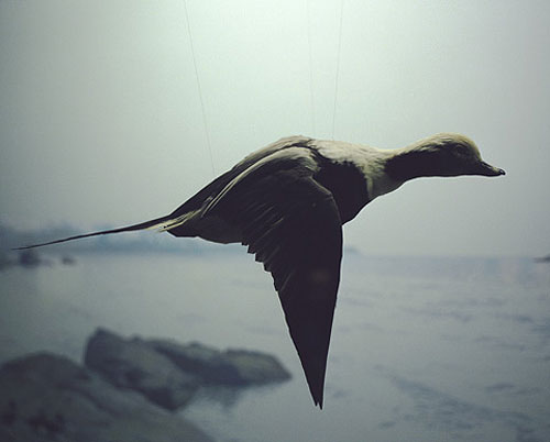 april gertler bird diorama still life photography photographer