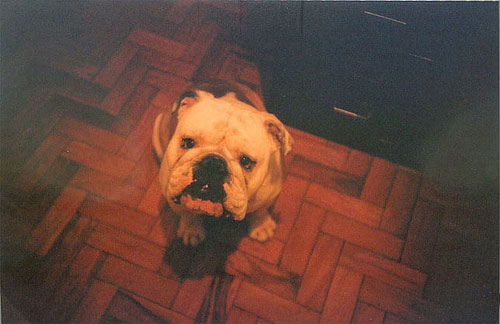 clara canepa photographer photography