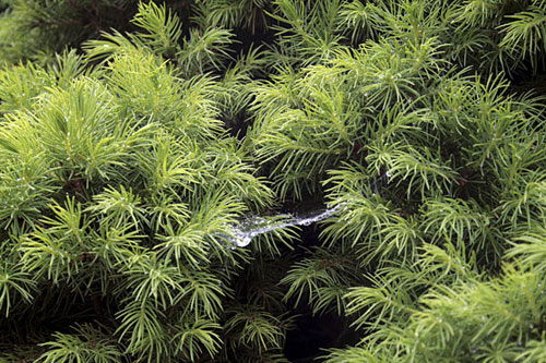 jessica williams photography photographer