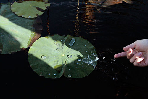 jessica williams photography photographer