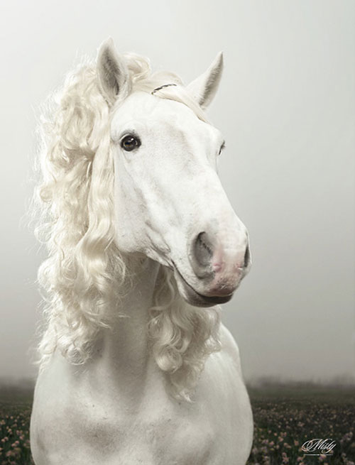 julian wolkenstein horse wearing a wig photographer photography