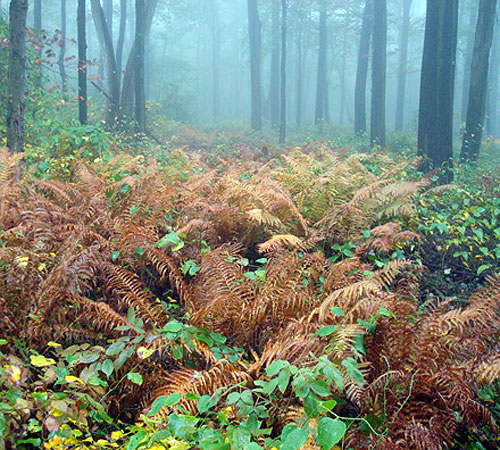 jacob koestler photographer photography