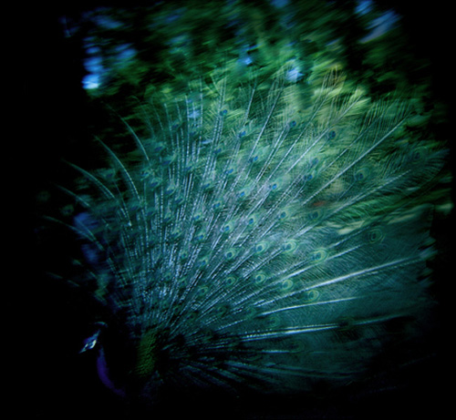 nina buesing photographer photography