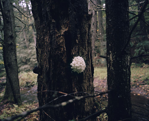 sam falls photographer photography