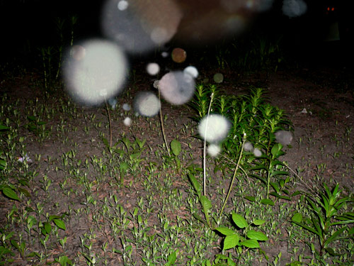 debbie carlos photographer photography chicago