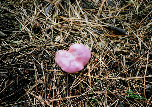 eva michon photographer photography bad day toronto