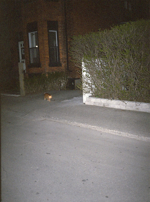 eva michon photographer photography bad day toronto