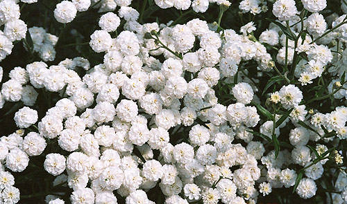 Liliya Gabdrakhmanova photographer photography russia