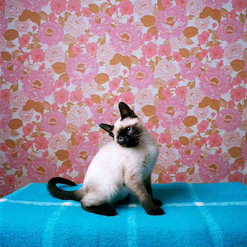 jamie campbell photographer photography montreal