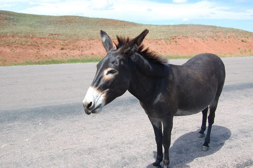 olivia boone photographer photography