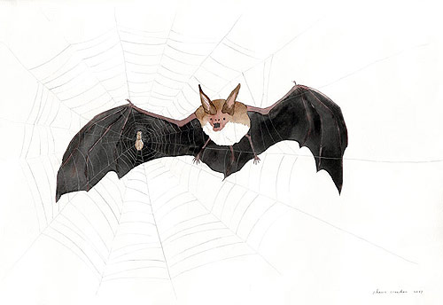 shawn creeden artist drawing bat