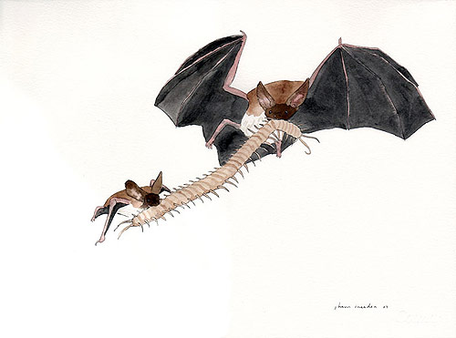 shawn creeden artist drawing bat