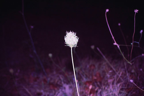 valeria cherchi photographer photography italy