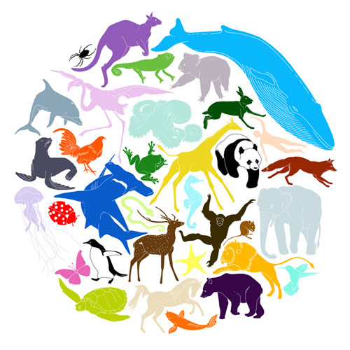 verity keniger drawing illustration