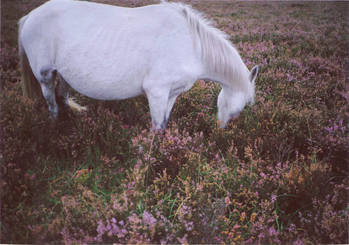 jess gough london photographer photography