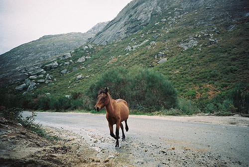 andre santos photographer horse photography