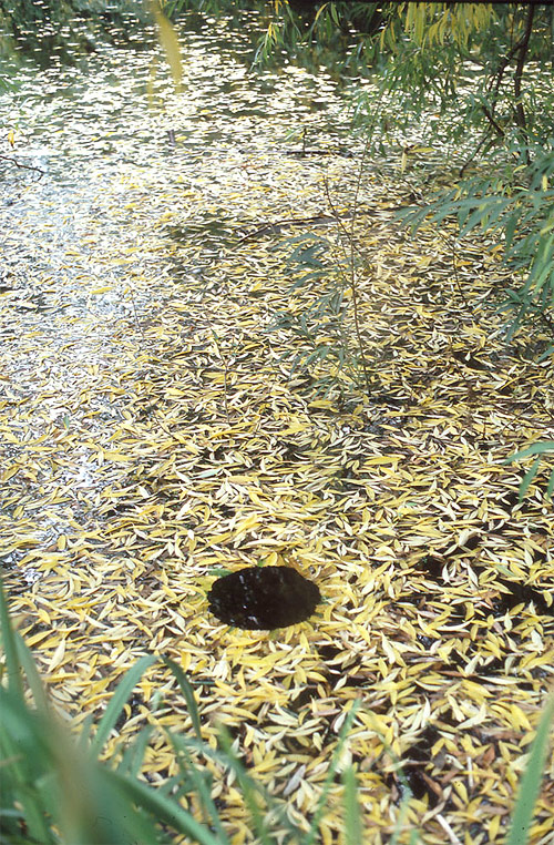Floating hole andy goldsworthy british artist sculptor photographer andy goldsworthy
