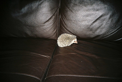 joe skilton photographer photography