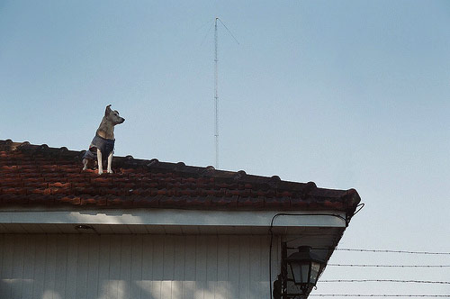 nicolas dodi roof dog photographer photography