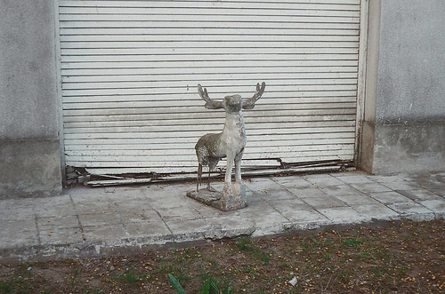 nicolas dodi deer photographer photography