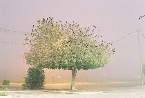 mando alvarez photographer photography