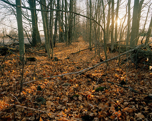 darren rigo photographer photography domestic wilderness