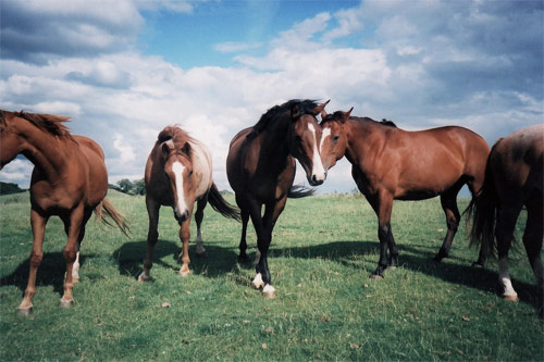 sam plant photographer photography