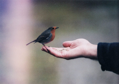 sam plant photographer photography