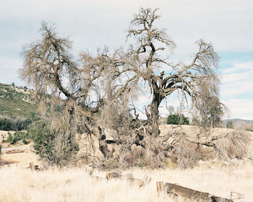 sofia torres photographer photography