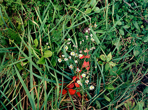 brandon pavan photographer photography