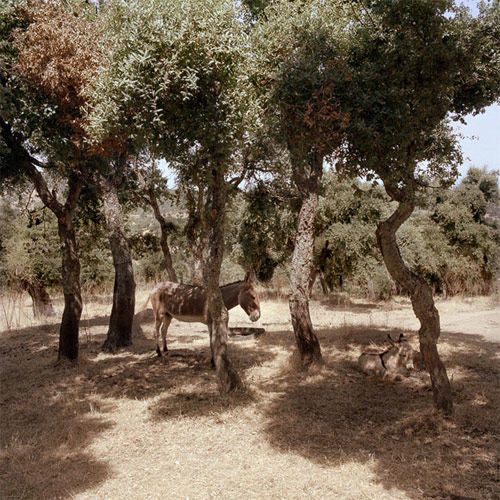 Photographer Francesco Millefiori photography