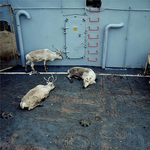 celine clanet photographer photography