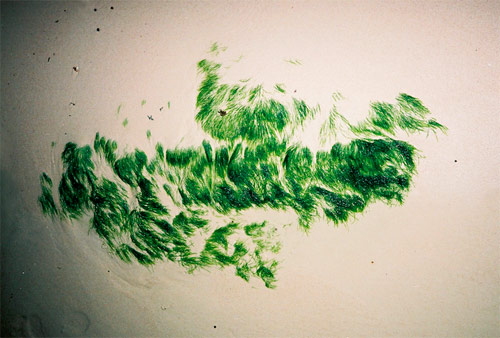 charlie engman photgrapher photography