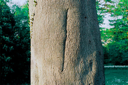 charlie engman photgrapher photography