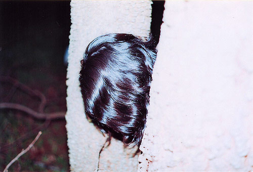 silvino mendonca photographer photography brazil