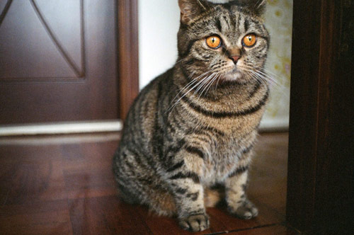 jeff hamada 35mm photography photographs japan hong kong