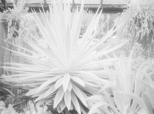 Photographer Maryanne Casasanta photography