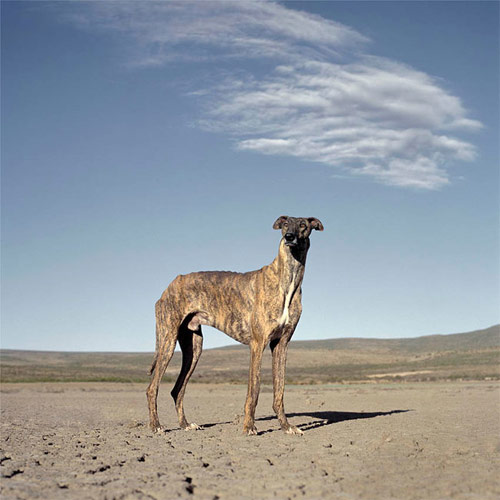 photographer photography daniel naude africanis dogs south africa