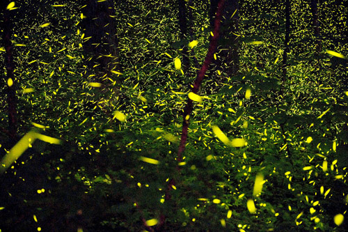 Photographer Katrien Vermeire fireflies godspeed photography