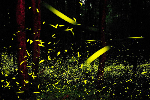 Photographer Katrien Vermeire fireflies godspeed photography
