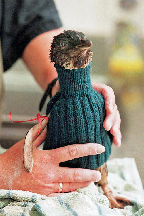 Skeinz saving penguins by knitting sweaters