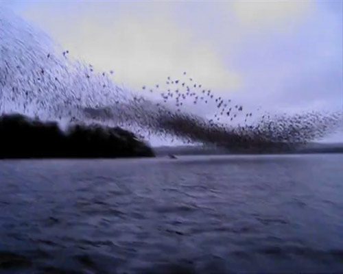 Murmuration on the River Shannon in Ireland
