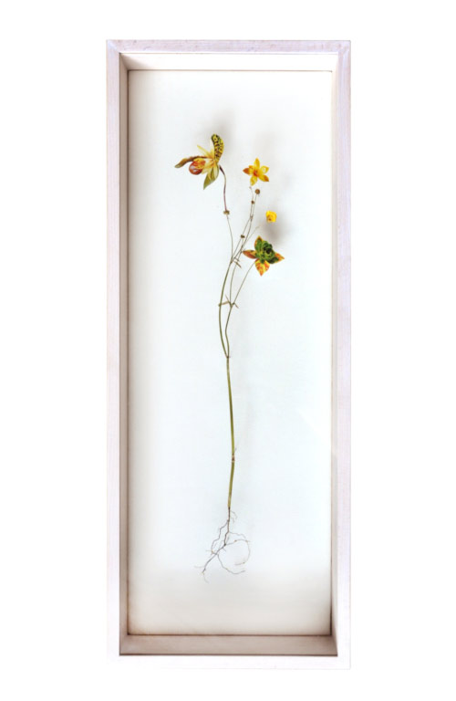 Flower Constructions by artist Anne Ten Donkelaar